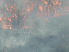 Smoke billowing from the grass